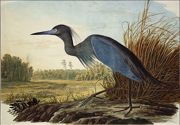 John James Audubon Little Blue Heron